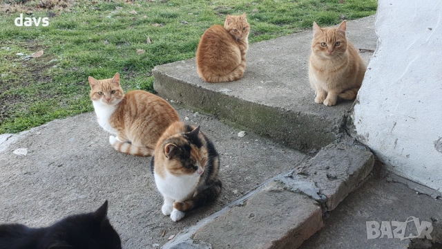 Рижави котета на 6 мес. търсят дом, снимка 2 - Други - 53116819