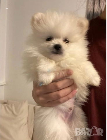 Померан, снимка 2 - Померан - 49131151