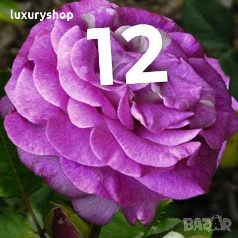 Корени готови за засаждане ” Черна Роза”, " Нефрит ", " Дъгова " внос Холандия, сертифицирани, снимка 12 - Градински цветя и растения - 32796152