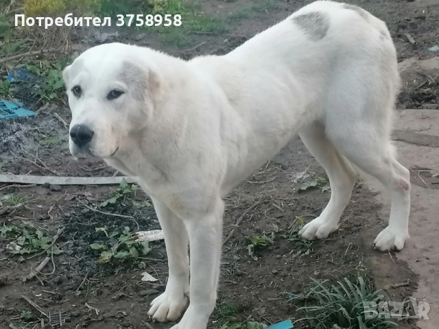 продавам алабаи женски на 1г, снимка 12 - Алабай - 52142140