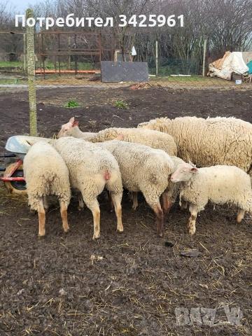 продавам шилета,овце