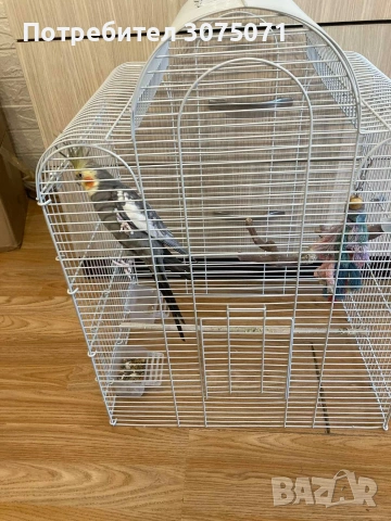 Корела, мъжки папагал, снимка 2 - Папагали - 53245340