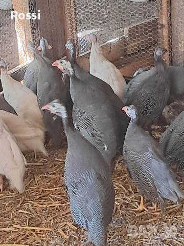 Млади ТОКАЧКИ, снимка 2 - Кокошки и пуйки - 50545726