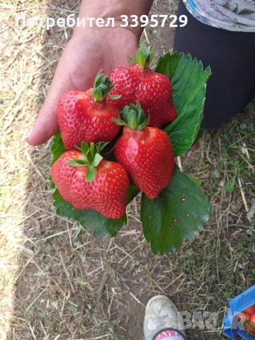 разсад за ягоди само сега не изпускаите шанса запазете си разсад за ягоди 0.30€, снимка 3 - Разсади - 53264169