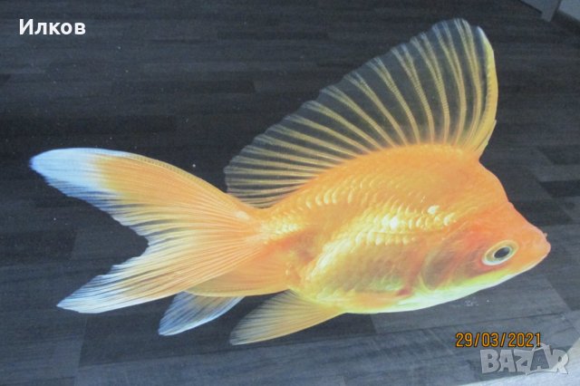 пано златни рибки принт на стъкло , снимка 4 - Пана - 32368518