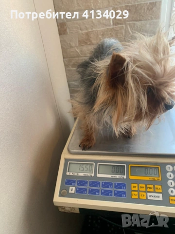 Супер мини Йорки мъжки 1,5 кг, снимка 2 - Йоркширски териер - 53228272