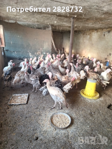 Продавам пуяци , снимка 2 - Кокошки и пуйки - 52752225
