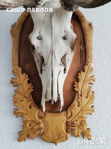 Продавам еленови рога-трофей, снимка 3 - Колекции - 27407157