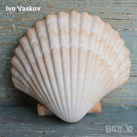 красиви морски миди в Колекции в гр. Варна - ID37337027 — Bazar.bg