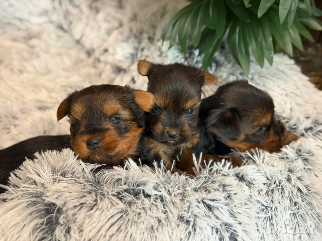 Йоркширски териер , снимка 7 - Йоркширски териер - 53148168