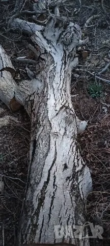 Орех за материал , снимка 4 - Дърводелски услуги - 49426172