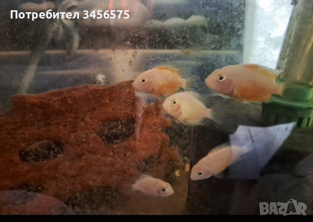 Американски Цихлиди 