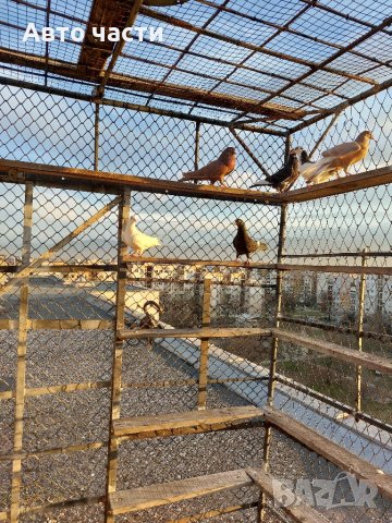 Продавам пазарджишки  високолетци, снимка 3 - Гълъби - 39956489