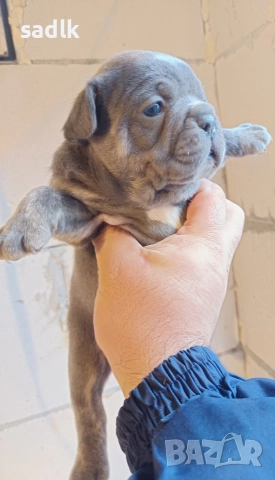 Елитни френски булдочета