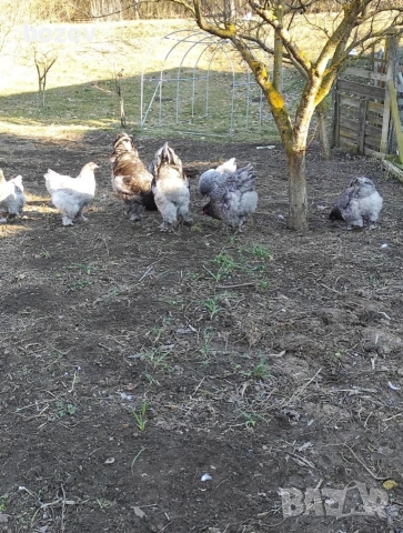 кокошки и петел синя брама