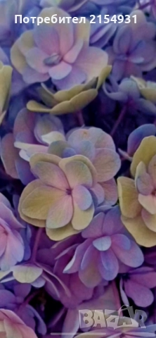 Сукуленти / Дебелец / Алпийска роза