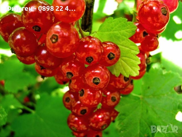 Касис- Френско грозде, снимка 4 - Градински цветя и растения - 27293149