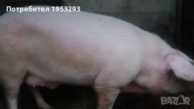 Много Спешно Прасе 300 кила българска бяла , снимка 4 - Прасета - 48460247