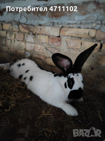 Зайци, снимка 8 - Други - 53499260