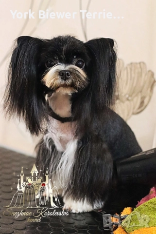 Йоркширскитериер! Страхотна мини момиче! Кастрирана