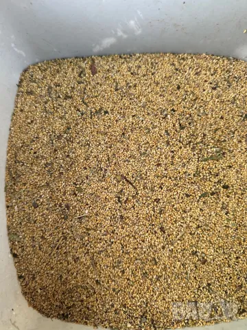 Продавам лудо просо , снимка 2 - За птици - 49652770