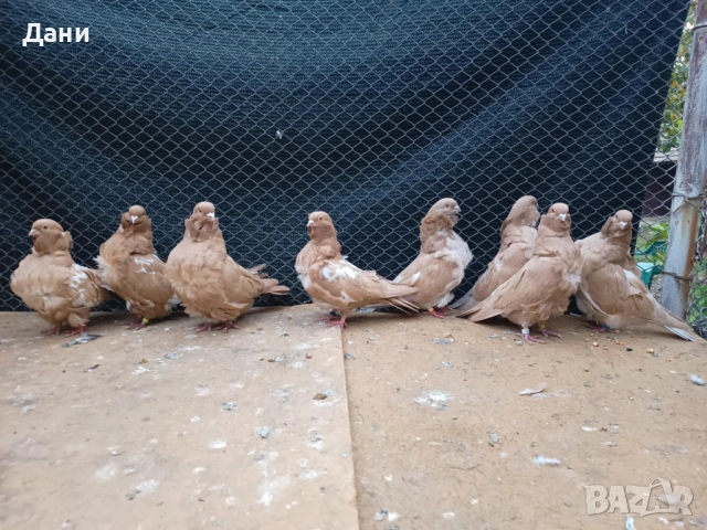 Продавам гълъби на изгодни цени, снимка 2 - За птици - 52657088