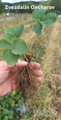 ПРОДАЖБА НА РАЗСАД – БОРОВИНКИ И ЯГОДИ , Малки Боровинки, ягоди вкоренени табли, изгодно добри цени, снимка 2 - Разсади - 53013630