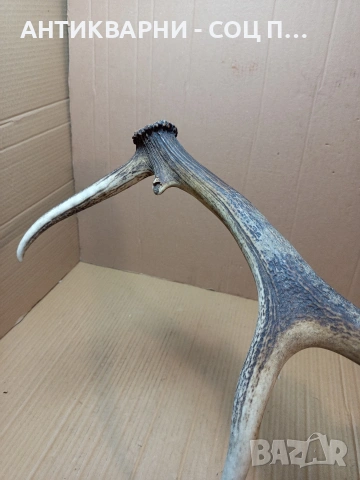 Стар Голям Еленски Рог Рога 1.350кг. НОМЕР 778., снимка 5 - Антикварни и старинни предмети - 53585209