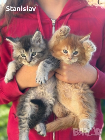 Котенца Мейн Куун