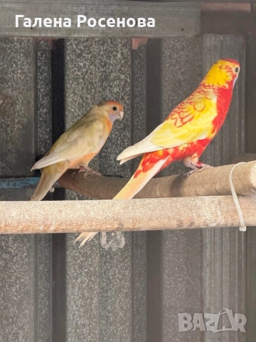 Пенантови розели, снимка 9 - Папагали - 51472697