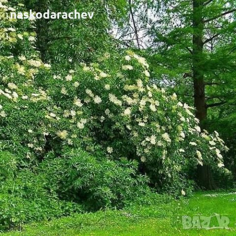 Фиданки Черен дървовиден бъз, Свирчовина (Sambucus nigra), снимка 3 - Сортови семена и луковици - 27326598