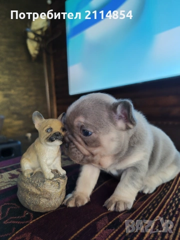 Френски булдог , снимка 5 - Френски булдог - 52080670