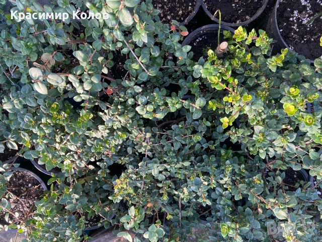 Ягодова мирта, чилийска гуава, Ugni molinae, растения плододаващи, екзотични, снимка 5 - Градински цветя и растения - 52516873