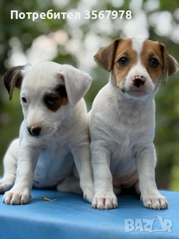 Джак Ръсел Териер , снимка 1