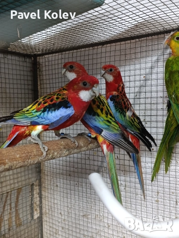 Коледна промоция на папагали , снимка 8 - Папагали - 52658143
