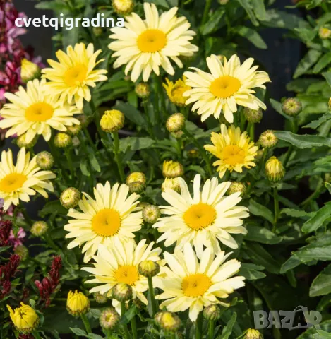 Leucanthemum maximum Banana Cream(Маргарита), снимка 2 - Градински цветя и растения - 50111317