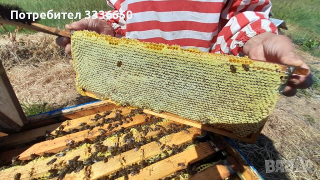 Пчелен мед , снимка 1 - Пчелни продукти - 43614288