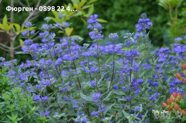 Кариоптерис, снимка 2 - Разсади - 51248031