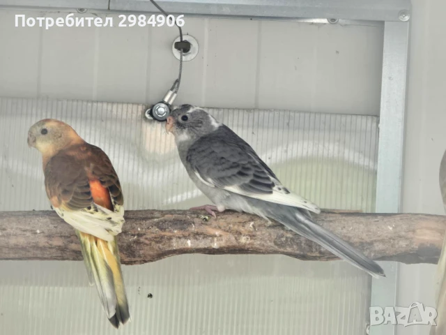 пойни папагал ПРОМО, снимка 5 - Папагали - 41350602