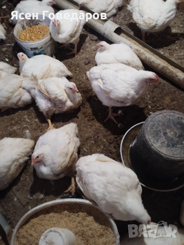 Домашни бройлери, снимка 3 - За птици - 52590664
