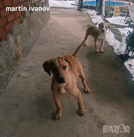 Малки кучета, снимка 5 - Лабрадор ретривър - 53608902