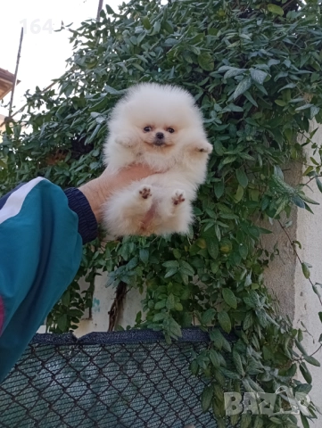 Померан. Миниатюрно мини миньонче. Реални снимки!