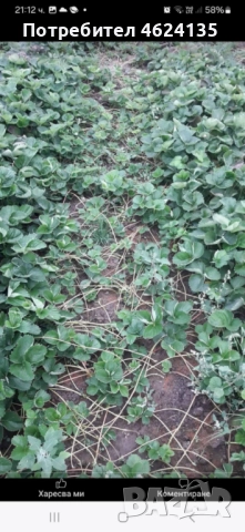 Продавам разсад ягоди , снимка 11 - Сортови семена и луковици - 52147373