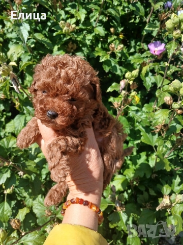 Пудел той , снимка 2 - Пудели - 51937148