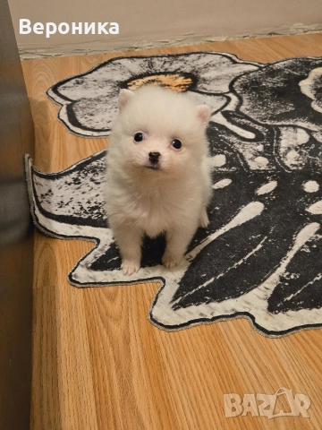 померан мини мини шпиц, снимка 4 - Померан - 52566587