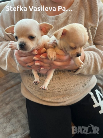 Продавам чихита, снимка 3 - Чихуахуа - 53588723