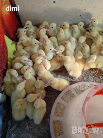 Продавам патета(юрдечки) на 14дни, снимка 1