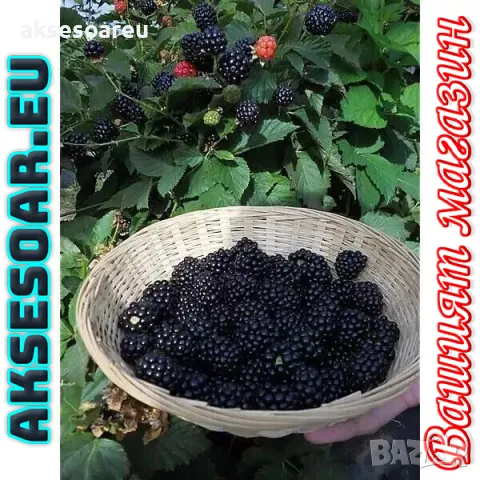 Висококачествени нови семена от хранителна Къпина без бодли Rubus rusticanus 50+ семена антиоксидант, снимка 8 - Сортови семена и луковици - 49257573