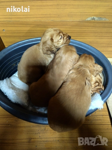 Кокер шпаньол , снимка 7 - Кокер шпаньол - 52754396