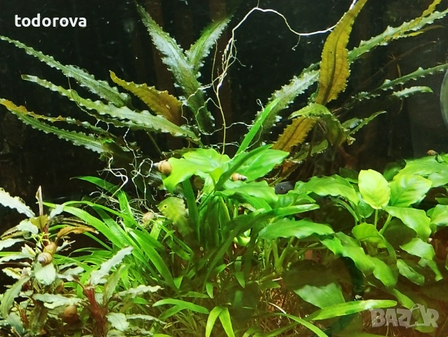 Аквариумни растения- последни бройки на намалени цени 